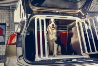 maakt autorijden voor honden dan ooit | Nederland | Nederlands | Ford Media Center